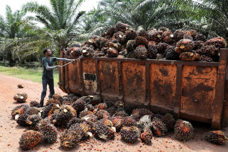 Rats, drought and labour shortages eat into global edible oil recovery