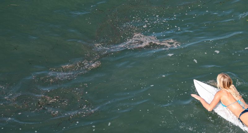 'Catastrophic' California oil spill kills fish, damages wetlands
